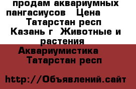 продам аквариумных пангасиусов › Цена ­ 800 - Татарстан респ., Казань г. Животные и растения » Аквариумистика   . Татарстан респ.